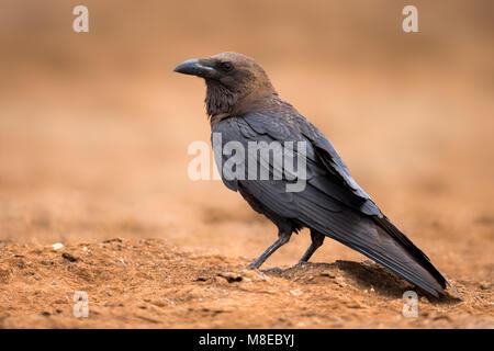 Bruinnekraaf, Brown-necked Raven Stock Photo