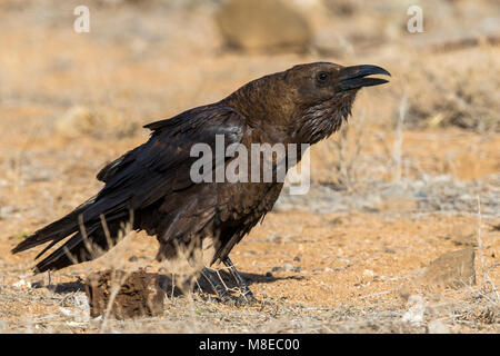 Bruinnekraaf, Brown-necked Raven Stock Photo