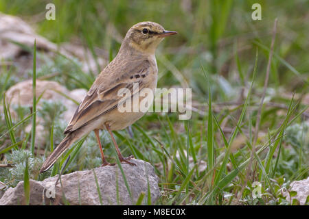 Duinpieper zittend op rots; Tawny Pipit perched on rock Stock Photo