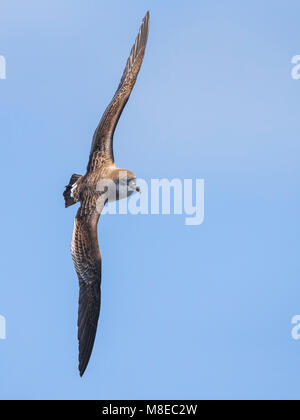 Kaapverdische Pijlstormvogel; Cape Verde Shearwater Stock Photo