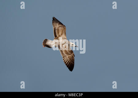 Onvolwassen Pontische Meeuw, Caspian Gull immature Stock Photo