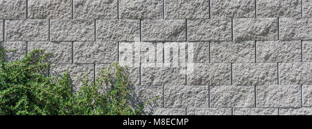 Concrete wall with green branches. Beautiful wide-angle texture from stone blocks with decorative green plant. Stock Photo