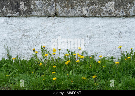 Low wall and spring dandelions. Taraxacum officinale. Stone fence on a historic bridge over a stream. With beautiful yellow flowers and green grass. Stock Photo