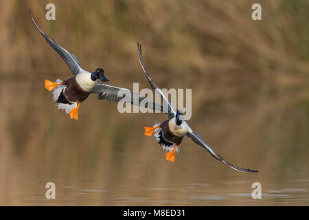 Slobeend; Northern Shoveler; Anas clypeata Stock Photo