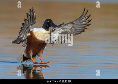 Slobeend; Northern Shoveler; Anas clypeata Stock Photo