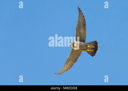 Volwassen Slechtvalk in flight; Adult Peregrine in flight Stock Photo
