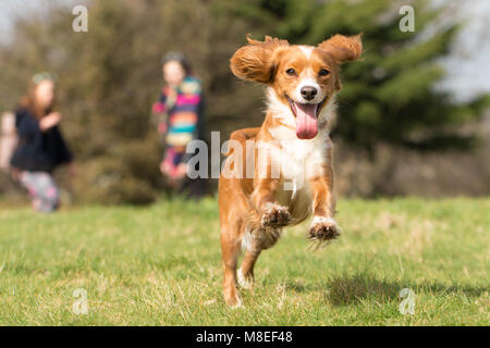 Greenwich, London, United Kingdom. 16th March, 2018. 11 month old Cockapoo Pip plays in Greenwich Park. It has been a sunny day in Greenwich with warm temperatures ahead of the predicted bad weather this weekend. Rob Powell/Alamy Live News Stock Photo