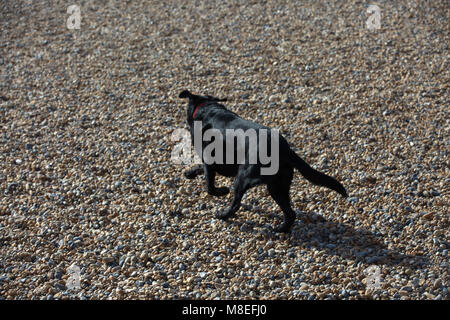 Brighton,UK,16th March 2018,Dogs walk on the beach in Brighton.credit Keith Larby/Alamy Live News Stock Photo