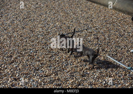 Brighton,UK,16th March 2018,Dogs walk on the beach in Brighton.credit Keith Larby/Alamy Live News Stock Photo