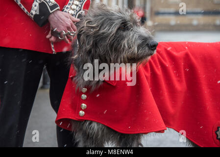 London, UK, 17 Mar 2018. Their mascot, the Irish Wolfhound Domhnal waits in light snow -  - The Duke of Cambridge, Colonel of the Irish Guards, accompanied by The Duchess of Cambridge, visited the 1st Battalion Irish Guards at their St. Patrick's Day Parade. 350 soldiers marched onto the Parade Square at Cavalry Barracks led by their mascot, the Irish Wolfhound Domhnall. Stock Photo