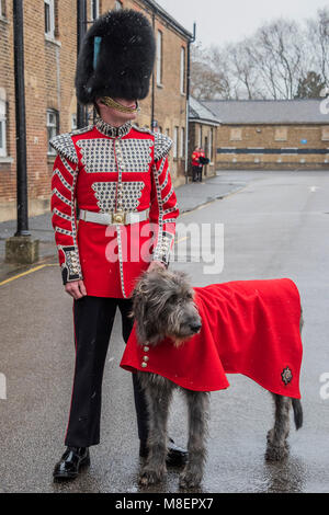 London, UK, 17 Mar 2018. Their mascot, the Irish Wolfhound Domhnal waits in light snow -  - The Duke of Cambridge, Colonel of the Irish Guards, accompanied by The Duchess of Cambridge, visited the 1st Battalion Irish Guards at their St. Patrick's Day Parade. Credit: Guy Bell/Alamy Live News