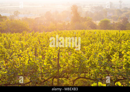 vineyards at Red Mountain Winery in the evening light at Nyaungshwe, Myanmar (Burma), Asia in February Stock Photo