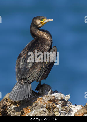 Aalscholver zittend op een rots, Great Cormorant perched on a rock Stock Photo