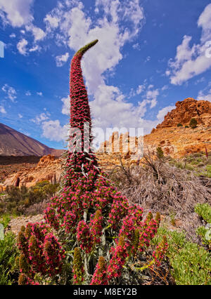 Tajinaste Rojo(Echium Wildpretii), endemic plant, Teide National Park, Tenerife Island, Canary Islands, Spain Stock Photo