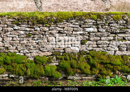 Traditional cotswold stone wall with moss Stock Photo