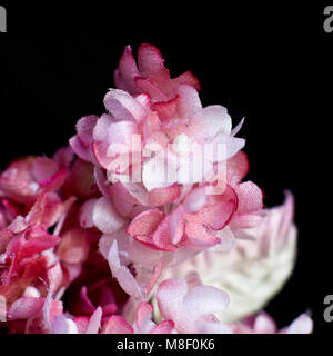 Pink lilacs on black background. Artificial flowers Stock Photo