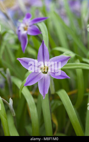 Ipheion uniflorum 'Froyle Mill' flower, Stock Photo