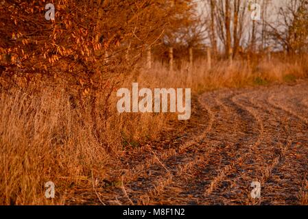 Remaining corn stalk stubble in fall after end of season harvest, at golden sunset in a corn field edge and fence, Wisconsin, USA. Stock Photo