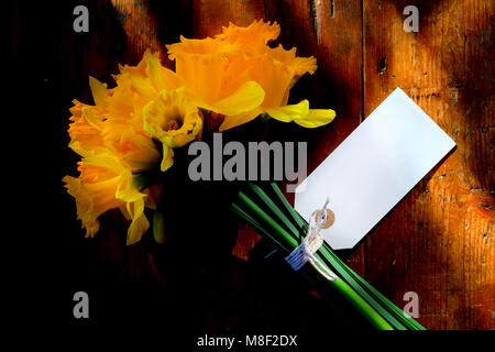 close up of a bunch of 14 yellow daffodils tied together with white string in a bow around the green stems, there is a blank white rectangular tag tie Stock Photo