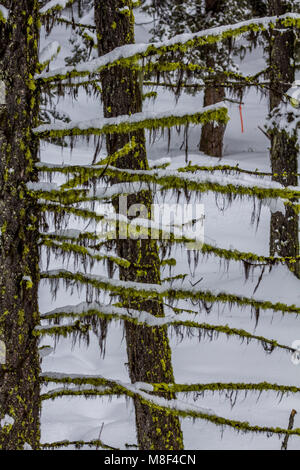 Two moss-speckled trees with horizontal branches like rungs on a ladder. Bright green moss hangs delicately from branches while tops crusted with snow Stock Photo