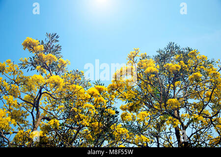 Silver trumpet tree, Tree of gold, Paraguayan silver trumpet tree on summer season in Thailand Stock Photo