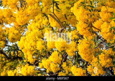 Silver trumpet tree, Tree of gold, Paraguayan silver trumpet tree. Blooming yellow flower on summer season in Thailand Stock Photo