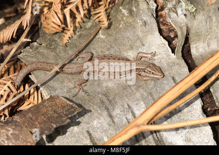 A stunning Common Lizard (Lacerta Zootoca vivipara) warming itself on a log in the spring sunshine. Stock Photo