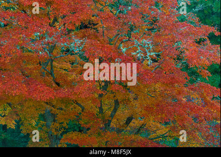 Autumn, Japanese Maple, Mill Valley, California Stock Photo