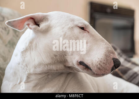 White dog, English Bull terrier profile portrait Stock Photo