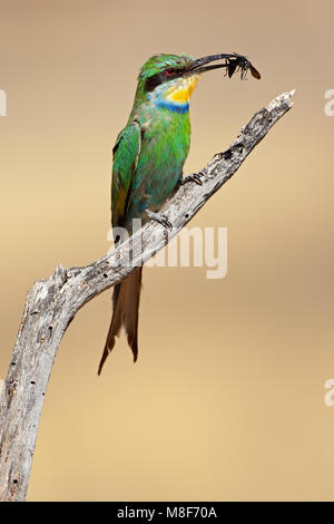 Swallow-tailed bee-eater (Merops hirundineus) perched on a branch, South Africa Stock Photo