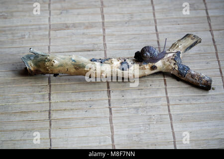 Snail sitting on little tree trunk, wooden bamboo backdrop, close-up animal background. Stock Photo