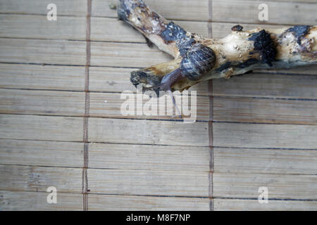 Snail sitting on little tree trunk, wooden bamboo backdrop, close-up animal background. Stock Photo