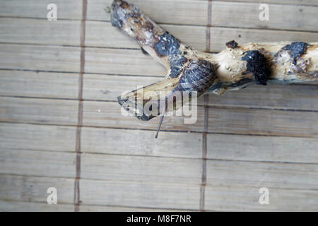 Snail sitting on little tree trunk, wooden bamboo backdrop, close-up animal background. Stock Photo