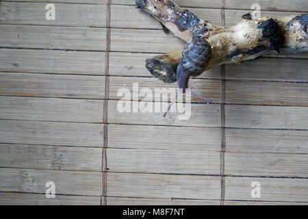 Snail sitting on little tree trunk, wooden bamboo backdrop, close-up animal background. Stock Photo