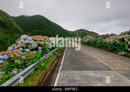 Typical Azores road with beautiful hydrangeas. rural landscape of the island of Sao Miguel which is the main holiday destination of Portugal. Stock Photo