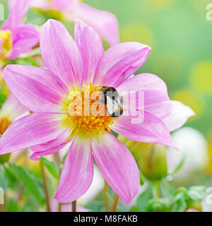 Large black bumble bee collects nectar on dahlia.