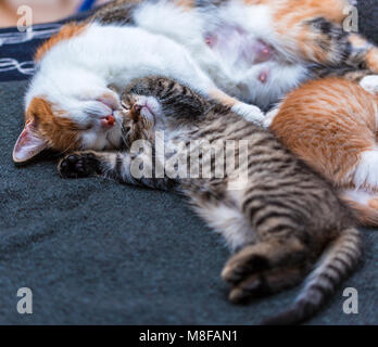 Tricolor cat and cute tabby kitten sleeping on the bed. Cat hugging kitten. Concept of maternal love. Beautiful lovely pets Stock Photo
