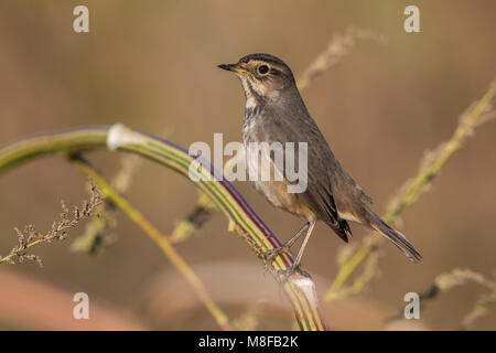 Vrouwtje Blauwborst; Female Bluethroat Stock Photo