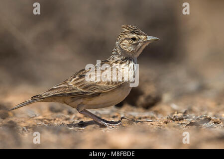 Razoleeuwerik, Raso Lark Stock Photo - Alamy