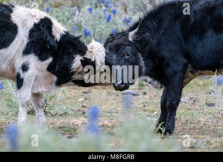 two young bulls fighting and playfully locking horns in midst of a green mountain meadow with blue wildflowers Stock Photo