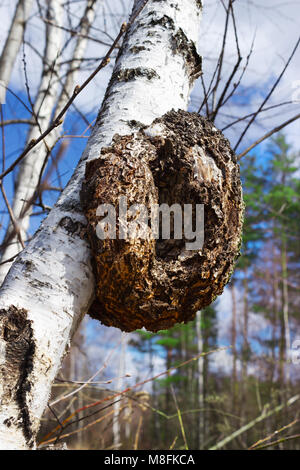 Large monstrous excrescence on the white birch trunk Stock Photo