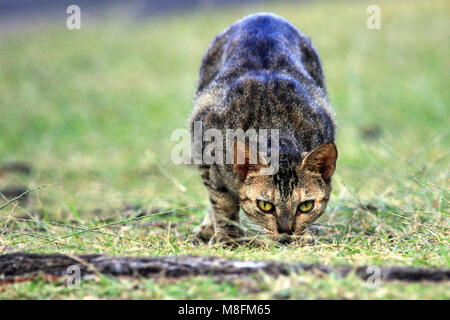 Feral cat scraping out food in a parking lot on the Road to Hana on the Hawaiian island of Maui. Stock Photo