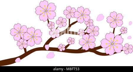 Full bloom cherry blossoms and blowing/flying petals isolated on white background. Vector illustration. Stock Vector