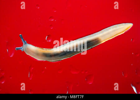 Translucent body of back lit slug gliding through moisture on window pane with red background and water droplets Stock Photo