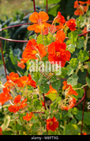 Nasturtiums growing in and around a plant cage Stock Photo