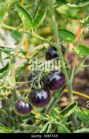 Black tomatoes, Tomato "Indigo Rose" ripening on the vine tomatoes ...