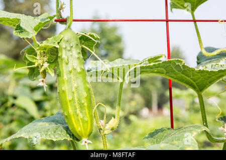 Issaquah, Washington, USA.  Diva Cucumber growing up a trellis. Stock Photo