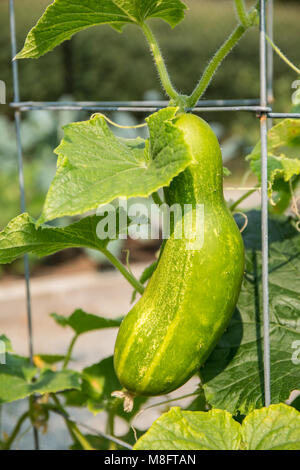 Issaquah, Washington, USA.  Diva Cucumber growing up a trellis. Stock Photo