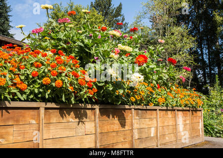 Flower garden full of marigolds and zinnias in a waist-high raised bed Stock Photo