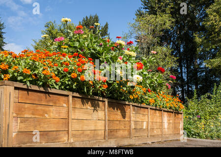 Flower garden full of marigolds and zinnias in a waist-high raised bed Stock Photo